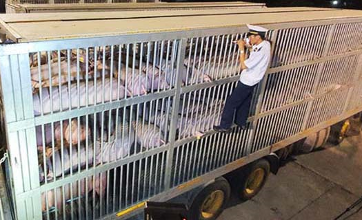 Kiểm soát nghiêm ngặt gần 2.500 con lợn nhập khẩu từ Thái Lan